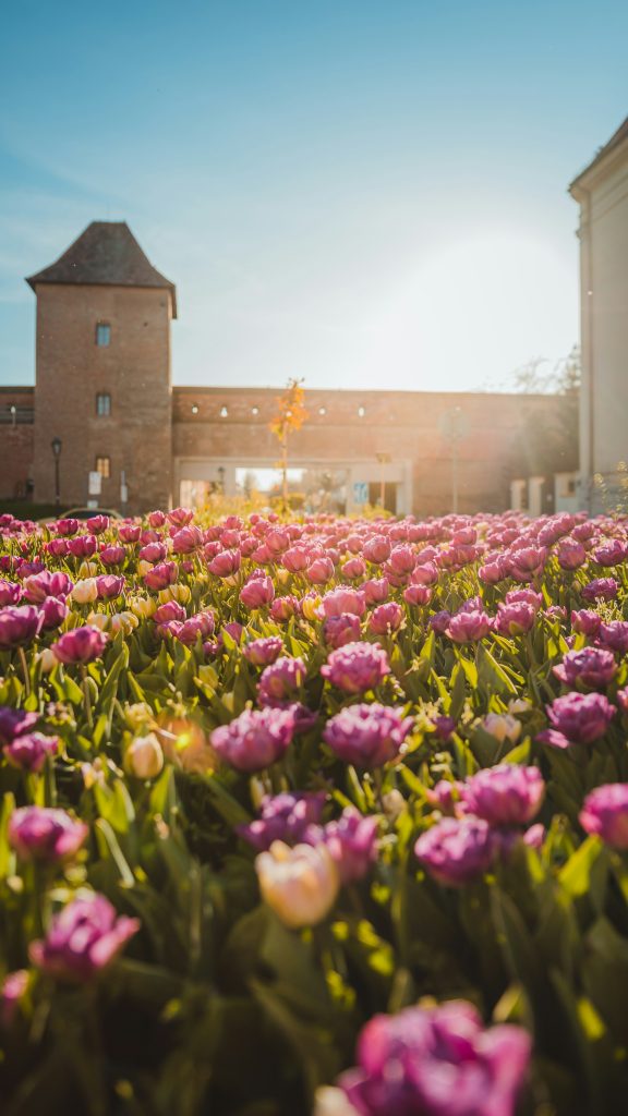 Spring tulips blooming near Bratislava Old Town walls