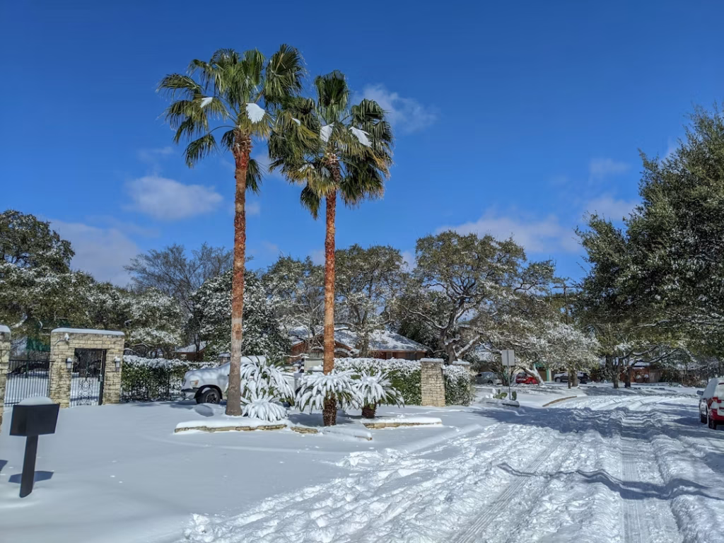 Rare snowfall in Austin Texas neighborhood with palm trees